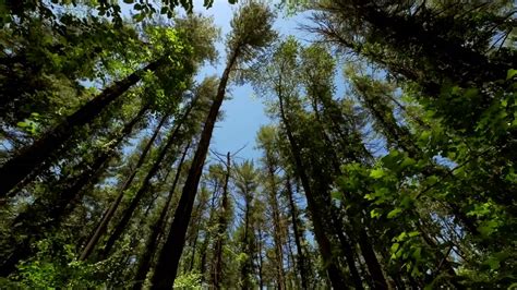 The Wind Through the Trees - Ein Meisterwerk der atmosphärischen Klanggestaltung